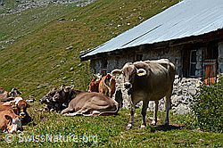 C139053: Rinder vor Alphütte