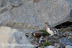 C140587: Junges Schneehuhn (Lagopus mutus)  vor Felsblock