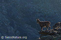 C141487: Steinbock auf Felsvorsprung