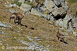 C141499: Gämse (Rupicapra rupicapra) mit Jungtier