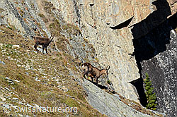 C141505: Gämse (Rupicapra rupicapra) mit Jungtier