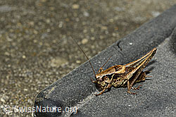 Gewöhnliche Strauchschrecke (Pholidoptera griseoaptera) (C141817) Gewöhnliche Strauchschrecke (Pholidoptera griseoaptera) (C141817)