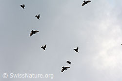 Foto: Fliegende Stare (Sturnus vulgaris)