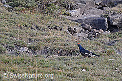 Photo: Birkhahn (Lyrurus tetrix) während der Herbstbalz