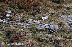 Photo: Birkhahn (Lyrurus tetrix)