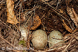 Verlassenes Nest einer Amsel (Turdus merula) (C142247) Verlassenes Nest einer Amsel (Turdus merula) (C142247)
