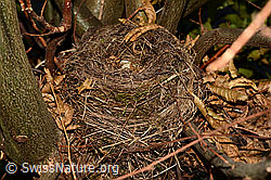 Vogelnest einer Amsel (Turdus merula) (C142249) Vogelnest einer Amsel (Turdus merula) (C142249)