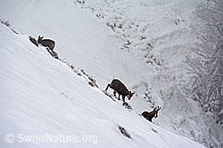 C143071: Gämsen (Rupicapra rupicapra)