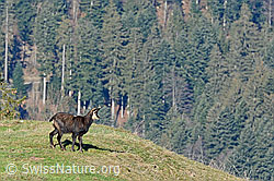 C143309: Gämse (Rupicapra rupicapra)