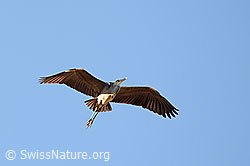 C143495: Graureiher (Ardea cinerea)