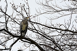 C143583: Graureiher (Ardea cinerea)