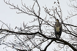 C143585: Graureiher (Ardea cinerea)