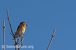 Photo: Fichtenkreuzschnabel (Loxia curvirostra)