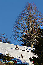 Foto: Rehe (Capreolus capreolus)
