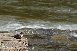 Foto: Wasseramsel (Cinclus cinclus)