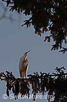 C143963: Silberreiher (Ardea alba)