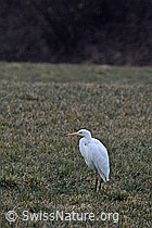 C144100: Silberreiher (Ardea alba)
