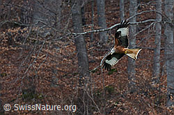 C144111: Rotmilan (Milvus milvus)