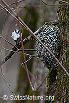 Foto: Schwanzmeise neben Nest