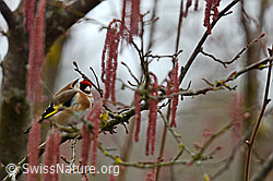 Foto: Stieglitz (Carduelis carduelis)
