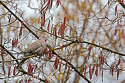Türkentaube (Streptopelia decaocto) in Haselstrauch (C144282) Türkentaube (Streptopelia decaocto) in Haselstrauch (C144282)