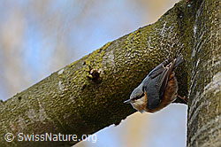 Photo: Kleiber (Sitta europaea)