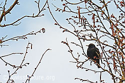 Foto: Star (Sturnus vulgaris)
