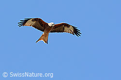 C145422: Rotmilan (Milvus milvus)