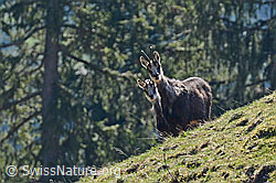 C145431: Gämsen (Rupicapra rupicapra)