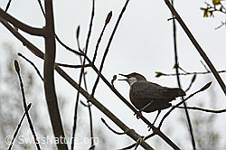 Foto: Singende Wasseramsel (Cinclus cinclus)
