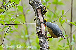 Photo: Kleiber (Sitta europaea)