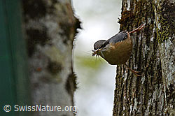 Photo: Kleiber (Sitta europaea)
