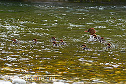 Foto: Gänsesäger (Mergus merganser) unterwegs
