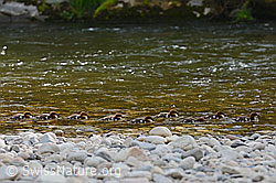 Foto: Junge Gänsesäger (Mergus merganser)