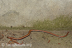Blindschleiche (Anguis fragilis) (C145977) Blindschleiche (Anguis fragilis) (C145977)