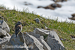 Foto: Schneesperling (Montifringilla nivalis)