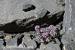 Foto: Kriechendes Täschelkraut (Thlaspi rotundifolium)