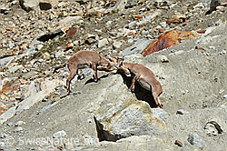 C148286: Steingeissen (Capra ibex)