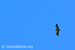 Foto: Gänsegeier (Gyps fulvus)
