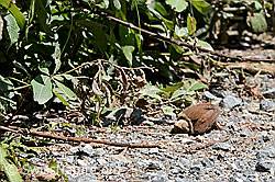Foto: Zaunkönig (Troglodytes troglodytes)