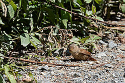 Foto: Zaunkönig (Troglodytes troglodytes)