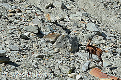 C148957: Gämse (Rupicapra rupicapra) in Geröllfeld