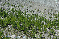 C149187: Lichter Lärchenwald an der Baumgrenze