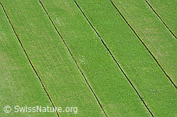 C149249: Wässermatten aus der Vogelperspektive