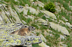 C149716: Murmeltiere