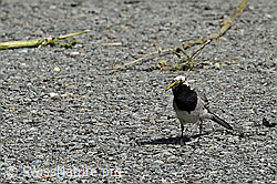 Bachstelze (Motacilla alba) (C151312) Bachstelze (Motacilla alba) (C151312)