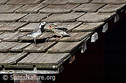 Bachstelzen (Motacilla alba) (25.08.2019, C151728)