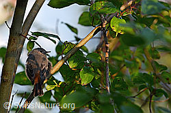 C152766: Junger Rotschwanz