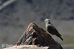 Foto: Alpenbraunelle (Prunella collaris)
