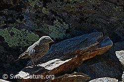 Foto: Alpenbraunelle (Prunella collaris)